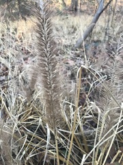 Elymus hystrix
