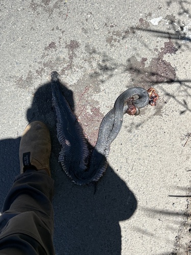 Red-bellied Black Snake sighting