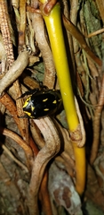 Rutela lineola