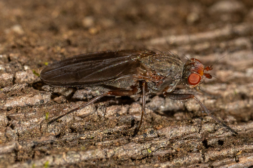 Unknown species found near Washington County, MD, USA