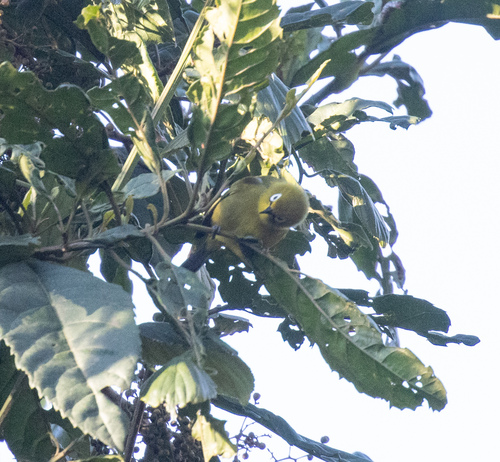 Pale White-eye (Zosterops flavilateralis), photo 8