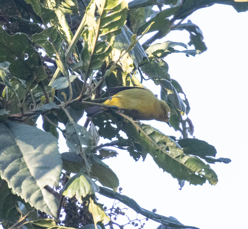 Pale White-eye (Zosterops flavilateralis), photo 2