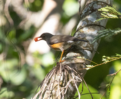 Usambara Thrush photo 3