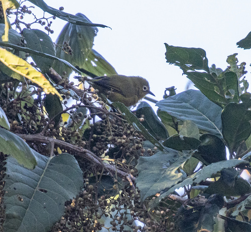 Pale White-eye (Zosterops flavilateralis), photo 6