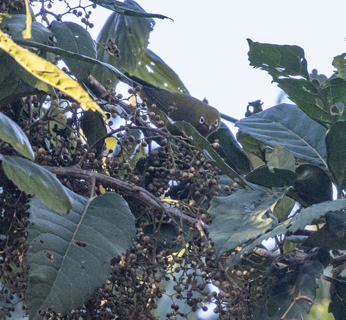 Pale White-eye (Zosterops flavilateralis), photo 7