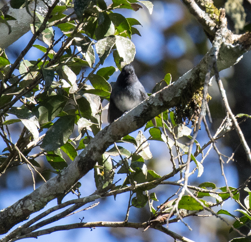 White-tailed Crested Flycatcher (Elminia albonotata), photo 6