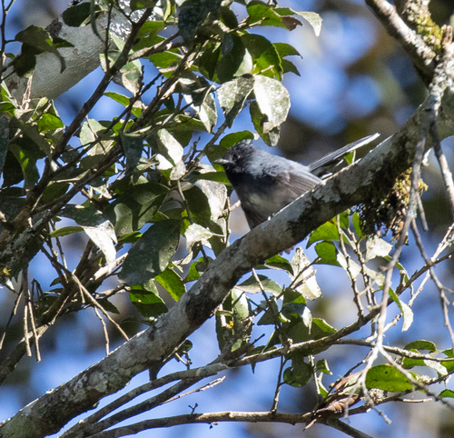 White-tailed Crested Flycatcher (Elminia albonotata), photo 6