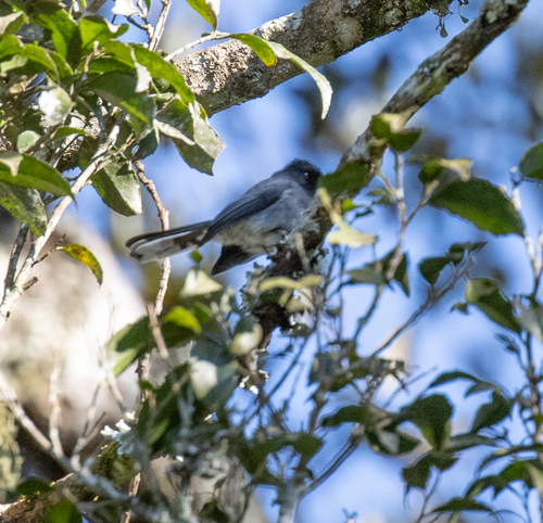 White-tailed Crested Flycatcher (Elminia albonotata), photo 7