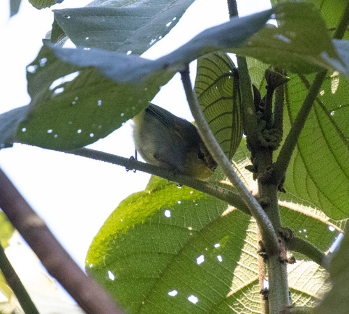 Yellow-throated Woodland Warbler (Phylloscopus ruficapilla), photo 7