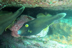 Eubalichthys bucephalus