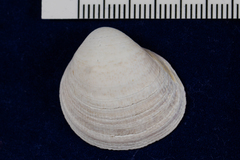 Laevicardium substriatum