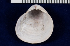 Laevicardium substriatum