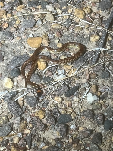 Orange-naped Snake sighting