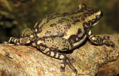 Allophryne ruthveni