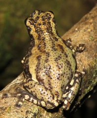 Allophryne ruthveni