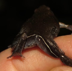 Chiasmocleis avilapiresae