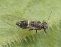 Bactericera cockerelli