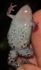 Chiasmocleis avilapiresae