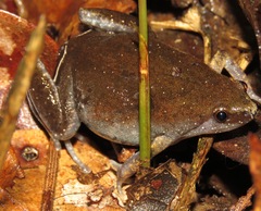 Chiasmocleis avilapiresae