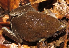 Chiasmocleis avilapiresae