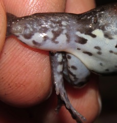 Chiasmocleis avilapiresae