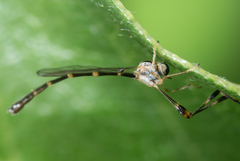 Leptopteromyia americana