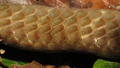 Chironius multiventris