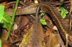 Chironius multiventris