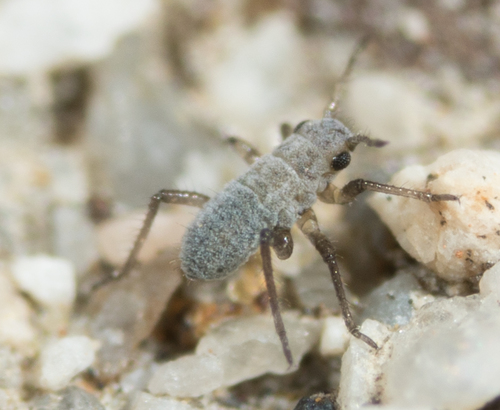 Representative image of Eulachnus