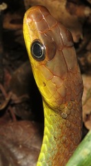 Chironius multiventris