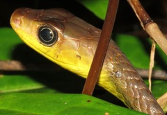 Chironius multiventris