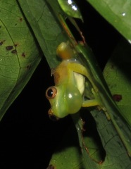 Dendropsophus cruzi