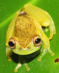 Dendropsophus cruzi