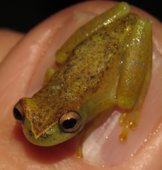 Dendropsophus cruzi