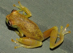Dendropsophus cruzi