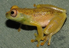 Dendropsophus cruzi