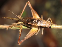 Eneoptera nigripedis