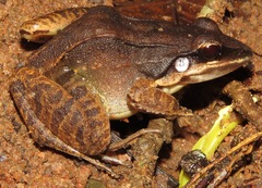 Leptodactylus mystaceus