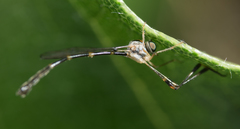 Leptopteromyia americana