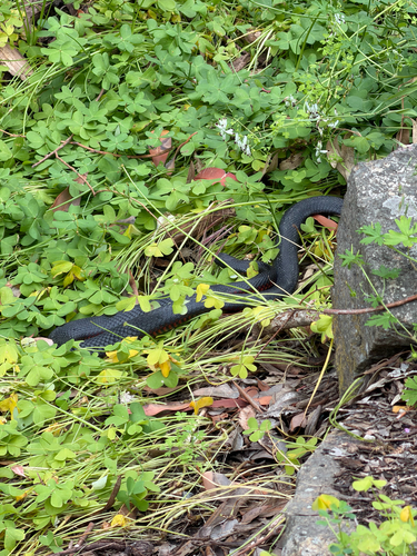 Red-bellied Black Snake sighting