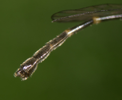 Leptopteromyia americana