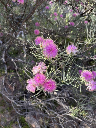Melaleuca nematophylla