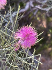 author not stated, no rights reserved Melaleuca nematophylla, photograph author not stated, no rights reserved