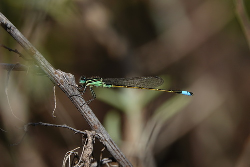 iNaturalist observation photo of Rambur's Forktail