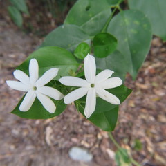 Jasminum elongatum