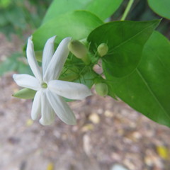 Jasminum elongatum