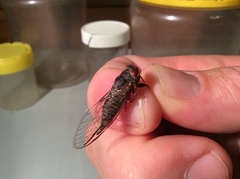 Palapsalta circumdata