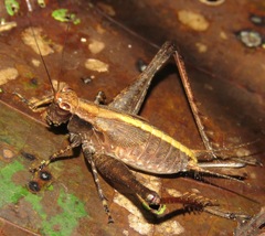 Eneoptera