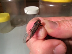 Palapsalta circumdata