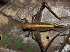 Eneoptera